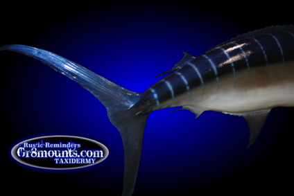 marlin tail w/blue.png